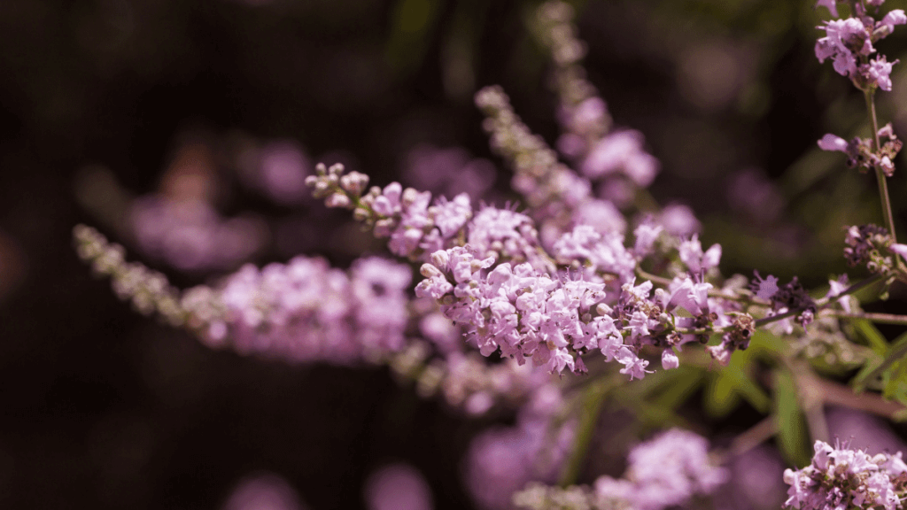 mungapipar vitex fruit